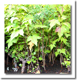 Miniature Forest Mini Bosque